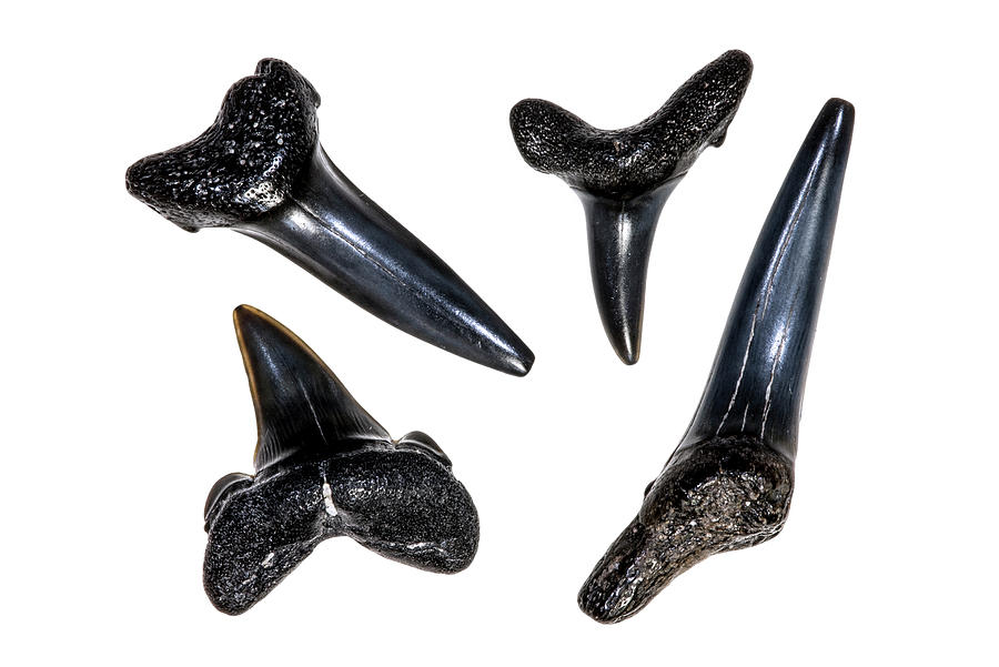 Shark Teeth Fossils Photograph by Arterra Picture Library
