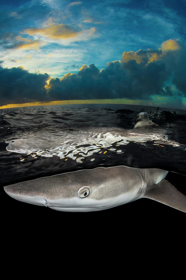 Sharks Photograph - Sharks at Sunset by Simon Lorenz