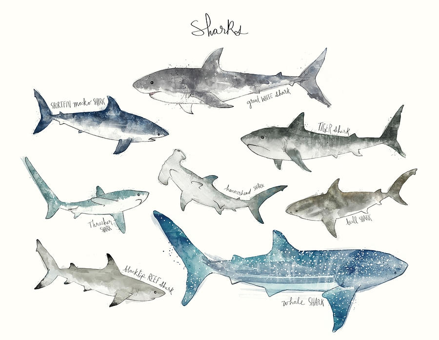 Sharks Landscape Format Poster Painting by Walker Thompson | Pixels