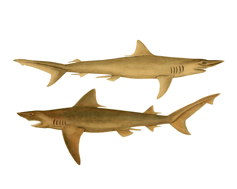 Sharks Digital Art - Sharks Nautical Artwork by Madame Memento