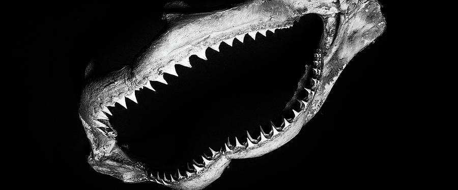 Sharks Teeth Photograph by Robert Hopkins