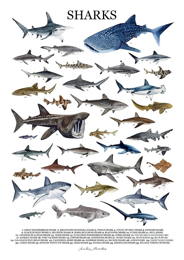 SHARKS with names Painting by Ruby Walsh | Fine Art America