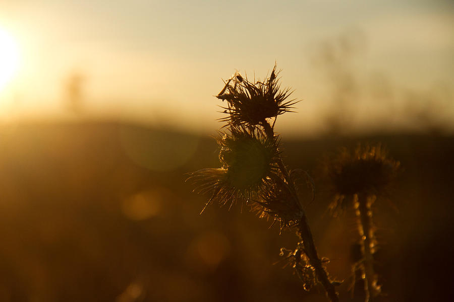Sharp brown plant at sunshine Photograph by David Oliete