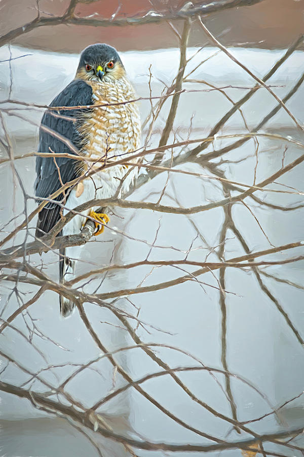 Sharp Eyed Hawk Photograph by Debra Martz