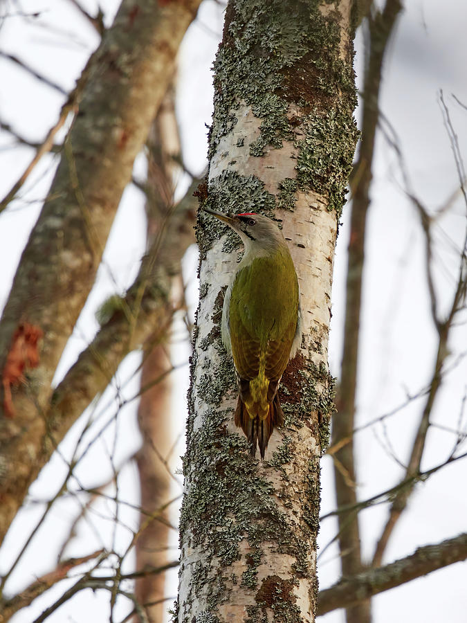 Sharp look. Grey-headed woodpecker Photograph by Jouko Lehto