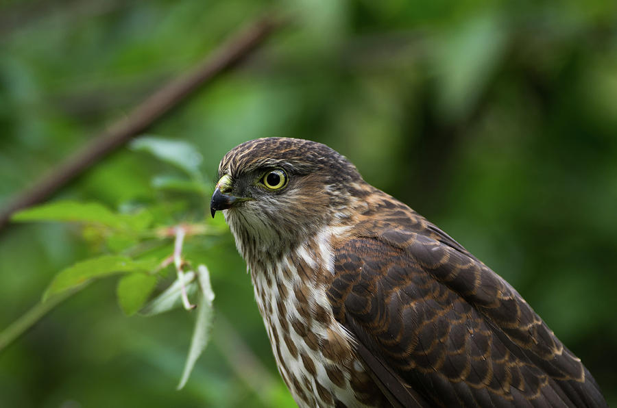 Sharp-shinned Hawk - 3695 Photograph by Jerry Owens