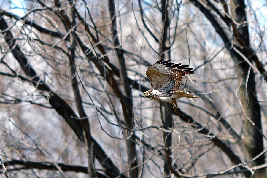 Sharp-shinned hawk Photograph by Asbed Iskedjian