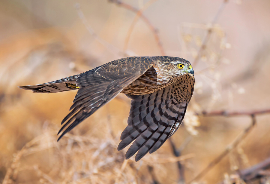 Sharp-shinned Hawk in Flight Photograph by Loree Johnson