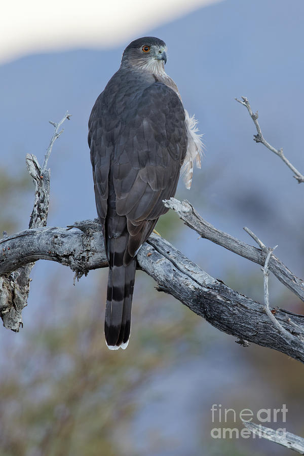 Sharp-shinned Hawk in Nevada Desert Photograph by Natural Focal Point Photography