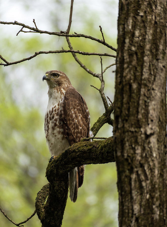 Red Tailed Hawk in the Parkway Photograph by Jason Fink