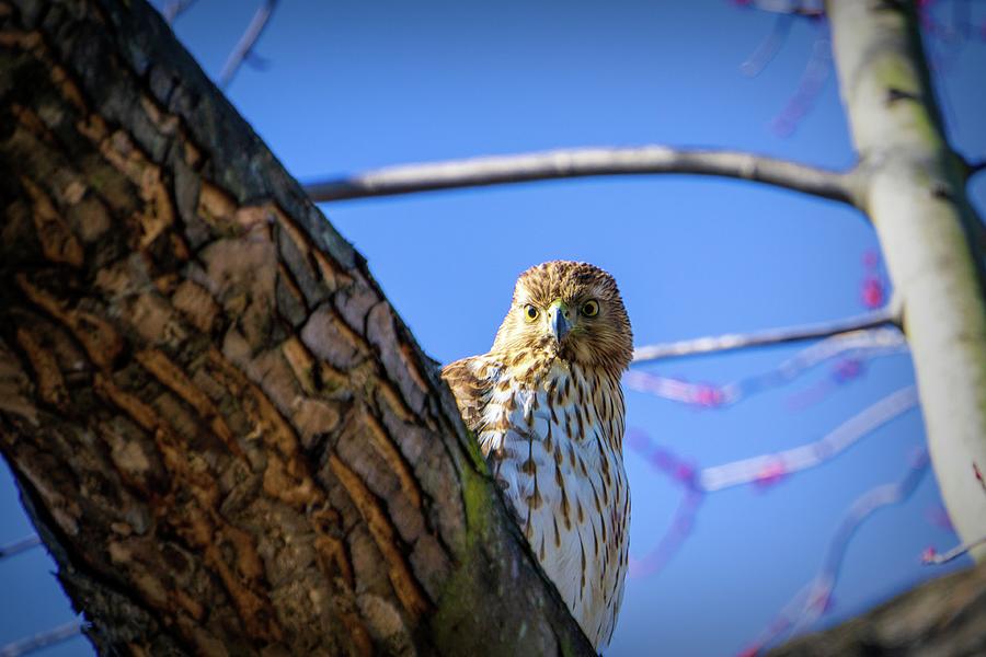 Sharp-Shinned Hawk Peaking Photograph by Jason Fink