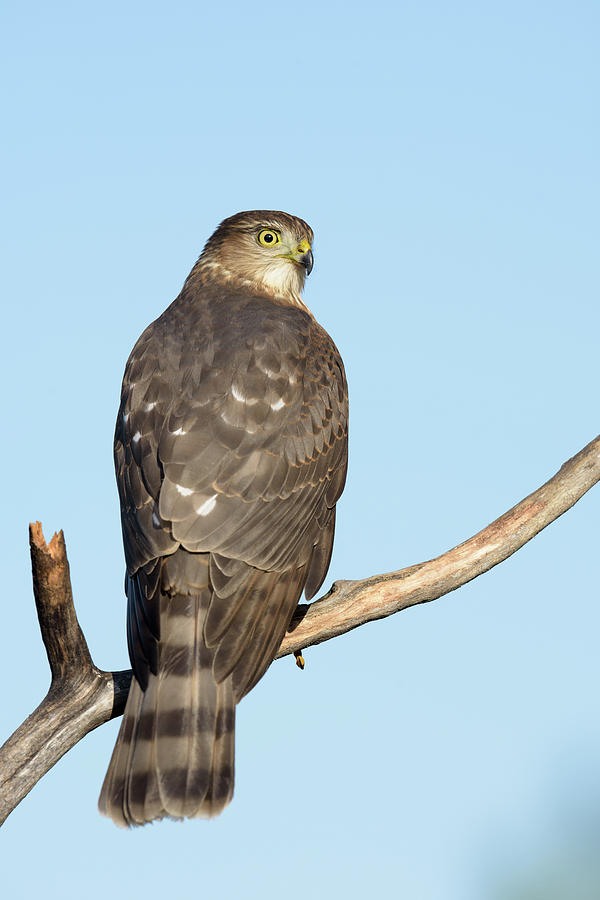  Sharp-shinned Hawk Perched Photograph by Jan Luit