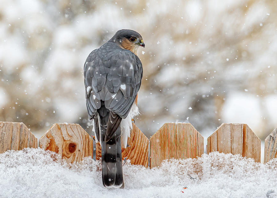 Sharp-shinned Hawk Photograph by Gerald DeBoer