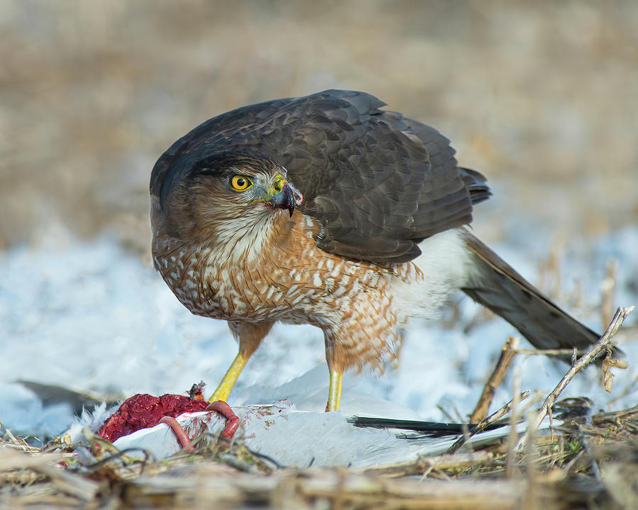 Sharp-shinned Hawk with Prey Photograph by CR Courson
