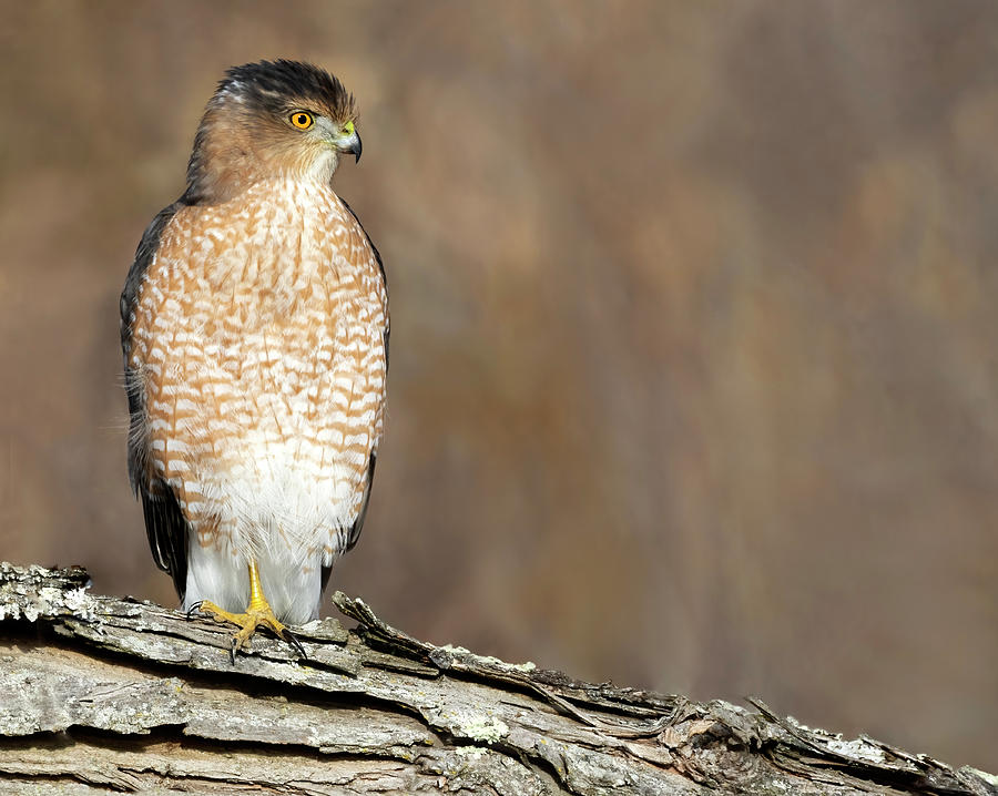 Coopers Hawk Repose Photograph by Art Cole