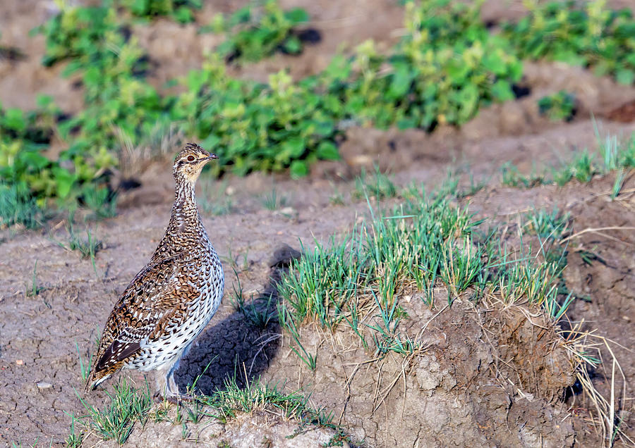 Sharptailed Grouse 2 by Michael Chatt Sharptailed Grouse 2 by Michael Chatt