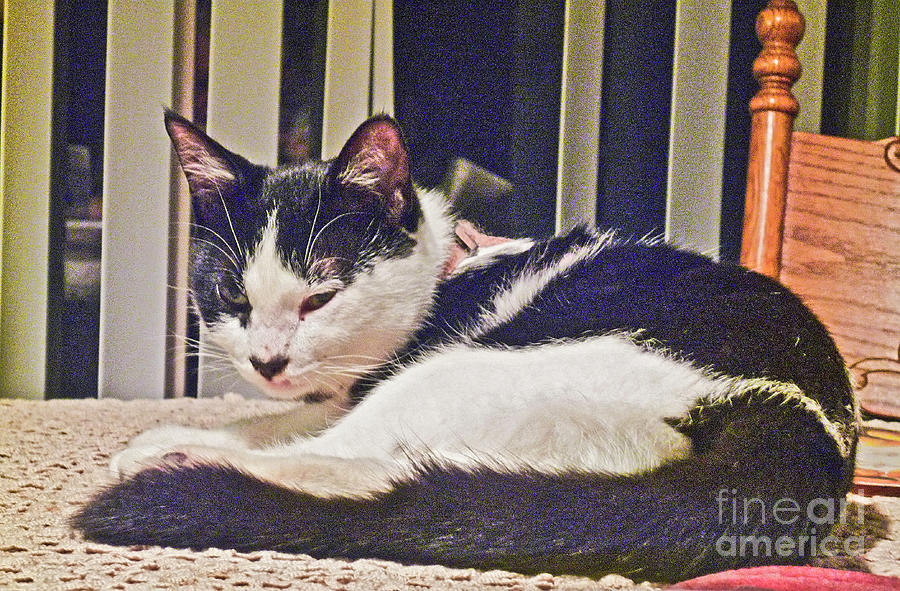 Shasta Cat #01 Photograph