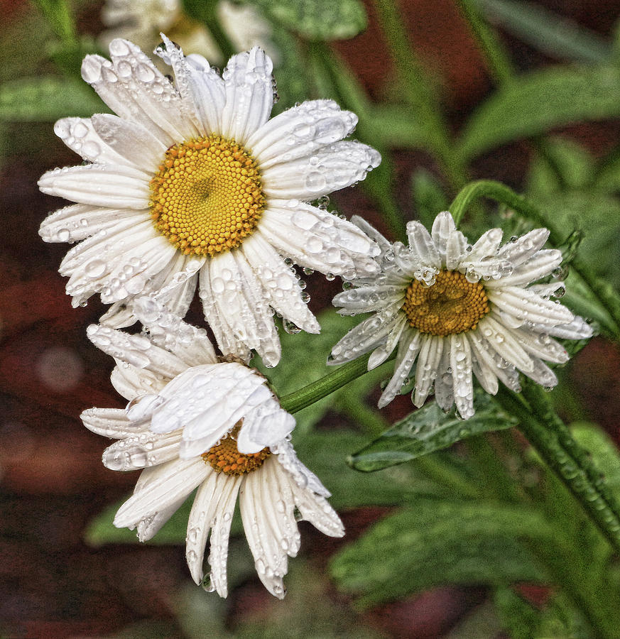 Shasta Daisies After the Rain  Photograph by Ola Allen