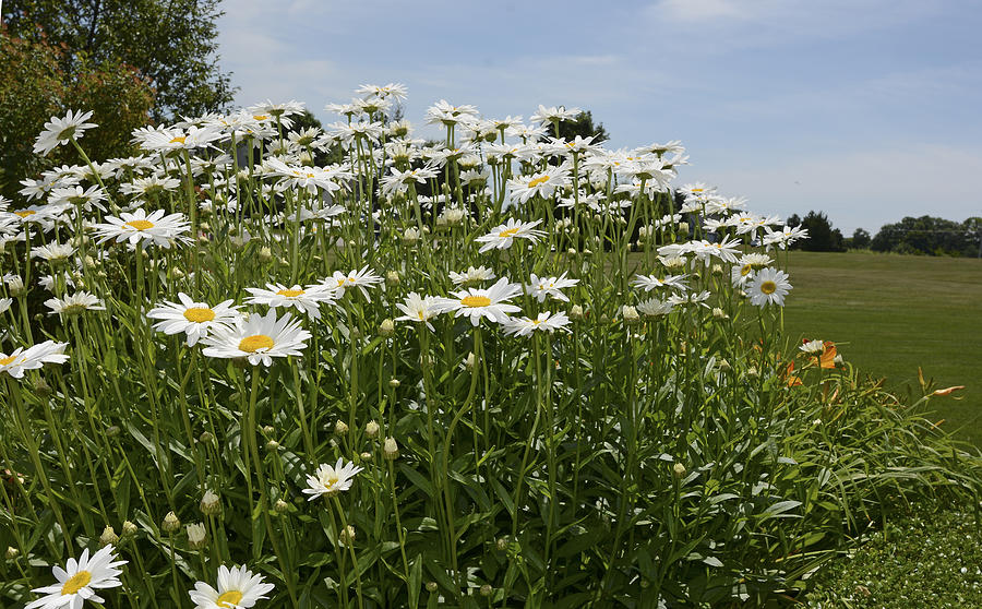 Shasta daisies Photograph by Deb Perry