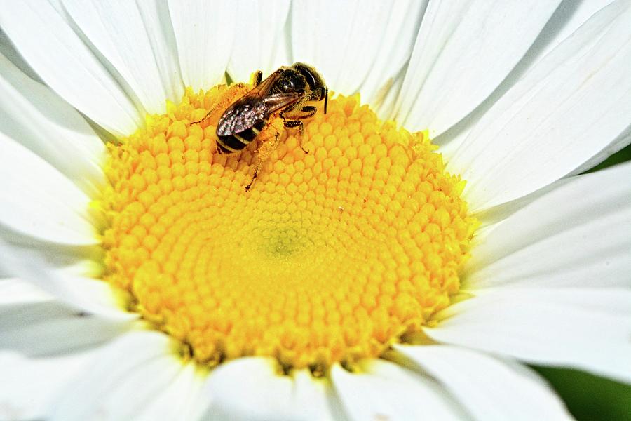 Shasta Daisy And Bee Photograph by Lisa Wooten