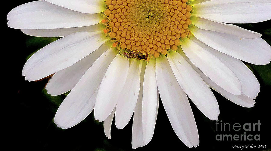 Shasta daisy Photograph by Barry Bohn