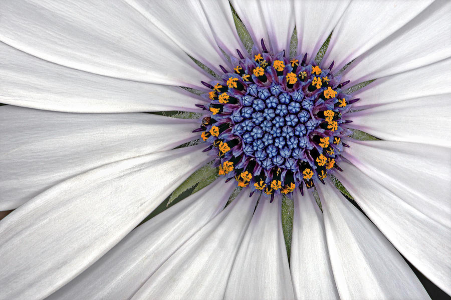 Shasta daisy closeup. Photograph by Roman Kurywczak