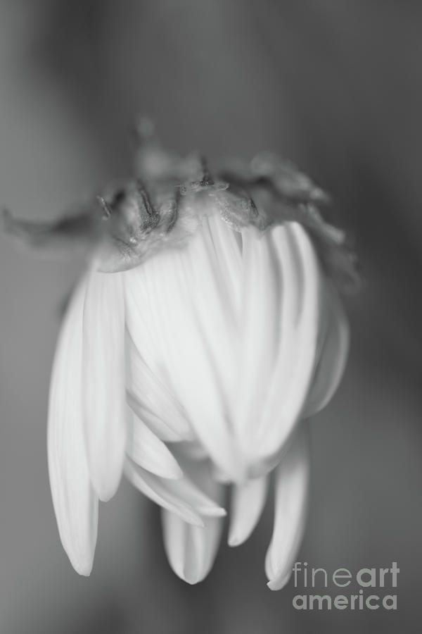 Shasta Daisy Flower Bud Photograph by Yvonne Johnstone