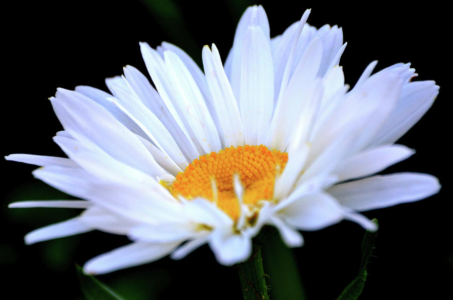 Shasta Daisy Flower Close Up Photograph by Gaby Ethington