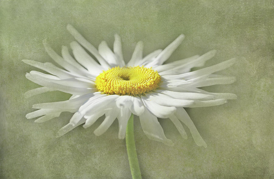 Daisy Photograph - Shasta Daisy Flower Delight by Jennie Marie Schell