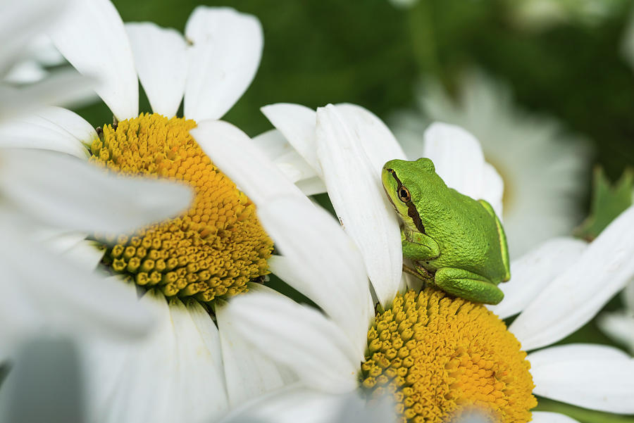 Shasta Daisy Frog Photograph by Robert Potts - Fine Art America