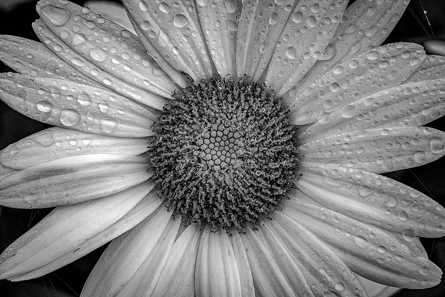 Shasta Daisy in Black and White Photograph by Robert J Wagner