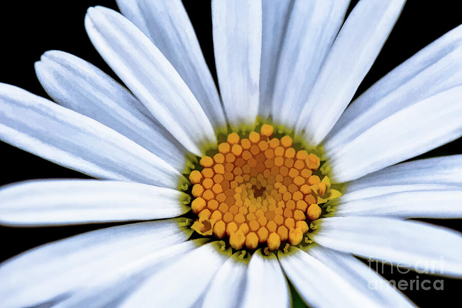 Shasta Daisy - Leucanthemum x superbum Photograph by Yvonne Johnstone