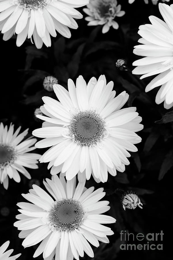 Shasta Daisy Monochrome  Photograph by Tim Gainey