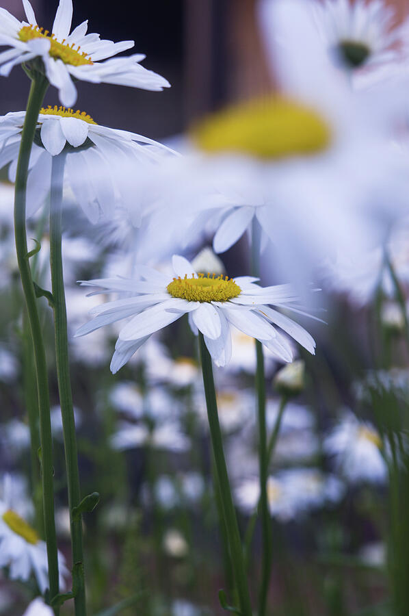 Flower Photograph - Shasta Daisy Patch 6 by Marilyn Wilson