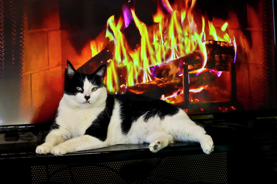 Shasta Relaxing In Front Of The Fire Photograph
