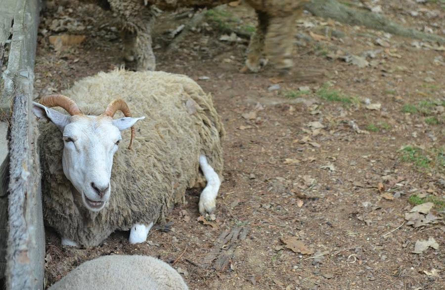 She Gave Me A Sheepish Grin Photograph by Linda Howes - Fine Art America