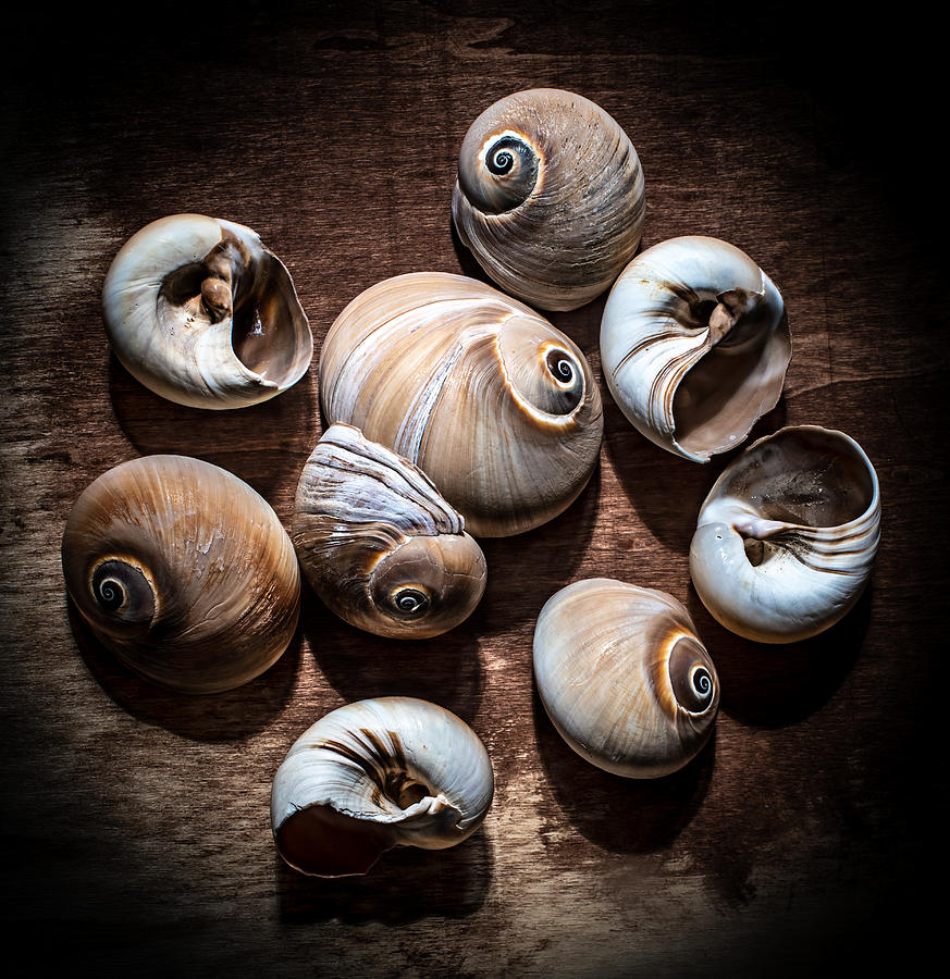 She Sells Sea Shells  Photograph by Maggie Terlecki