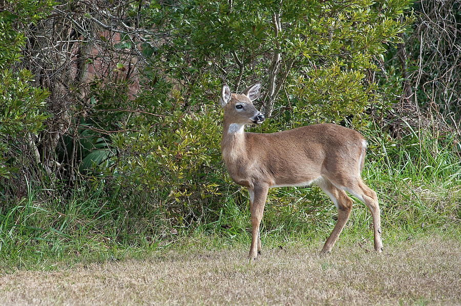 Shed Buck Photograph