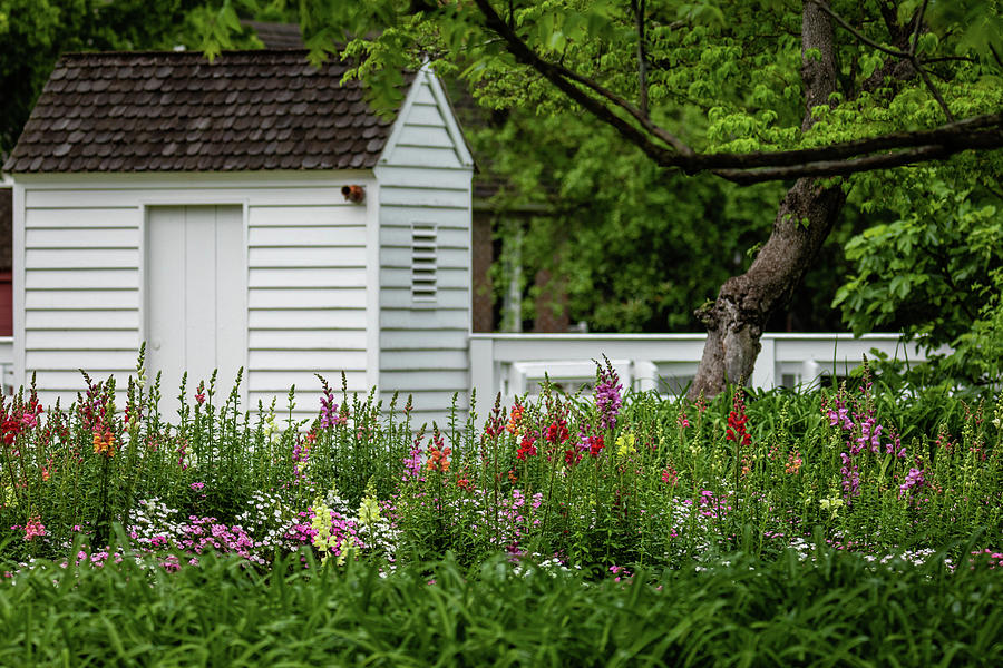 Shed In A Garden Photograph