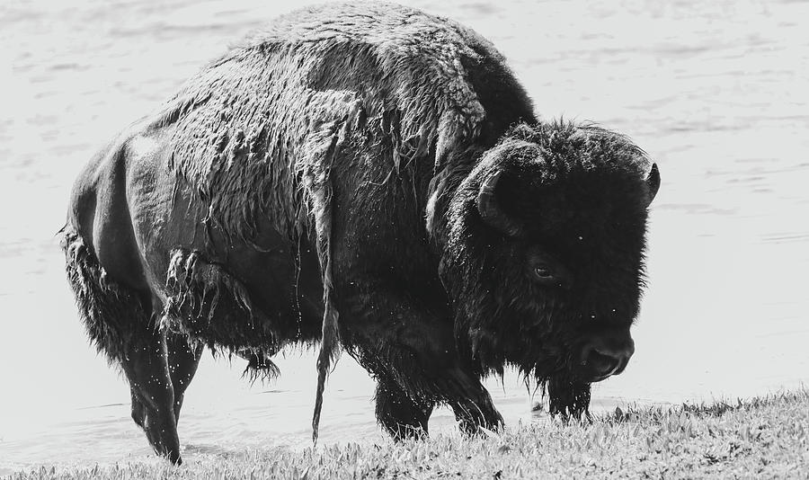Shedding Spring Bison In Water Photograph by Dan Sproul