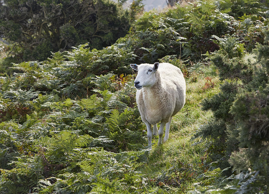 Sheep amongst ferns Photograph by Allan Baxter