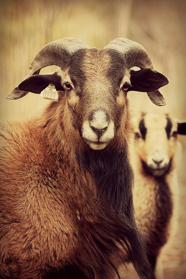 Sheep Photograph by Amy Neal