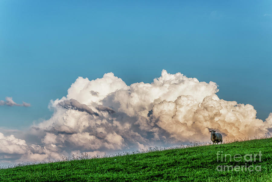 Sheep and Cloud Photograph by Thomas R Fletcher