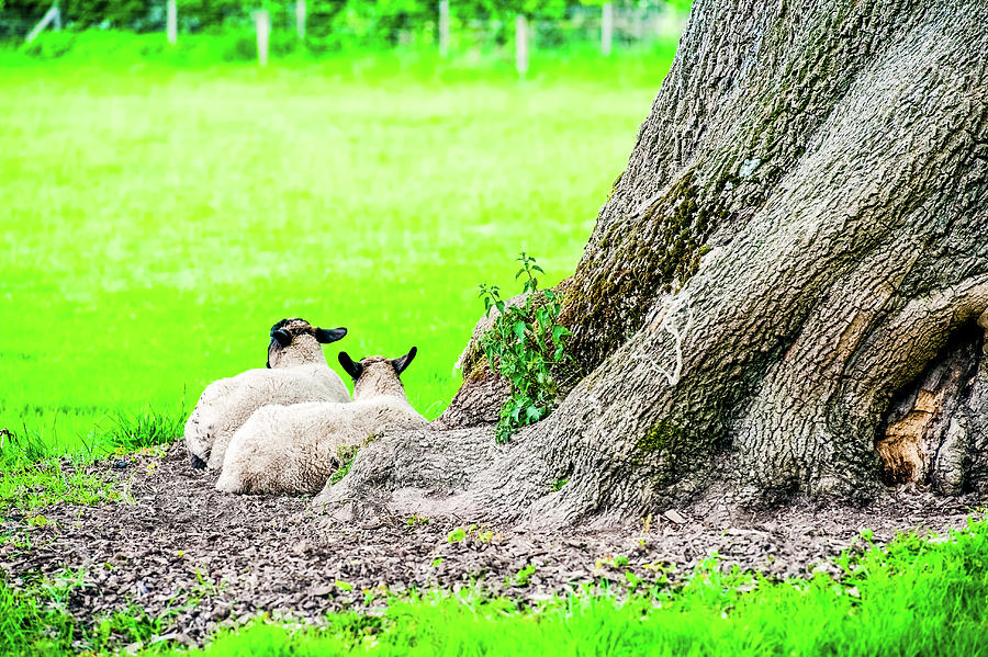 Summer Photograph - sheep and lambs in a field with trees in the summer UK by David Ridley