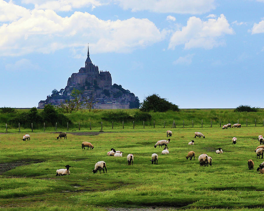 Sheep and Mont Saint Michel Photograph by Steve Templeton