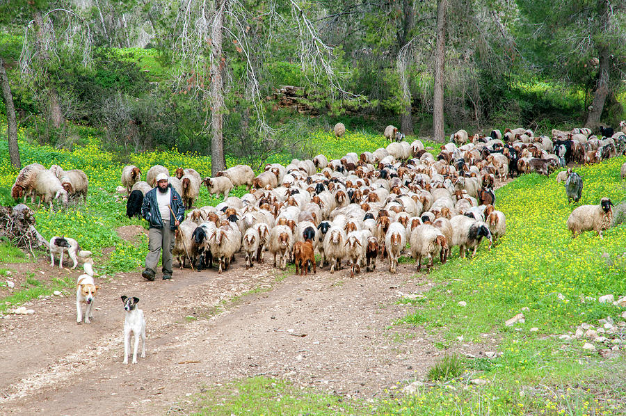 Sheep and Shepherd Photograph by Dubi Roman