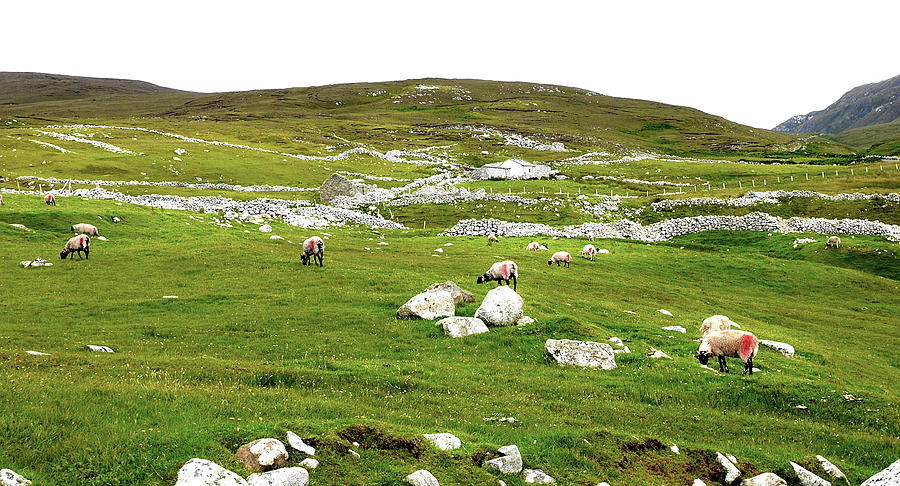 Sheep and Stones - County Donegal Photograph by Lexa Harpell