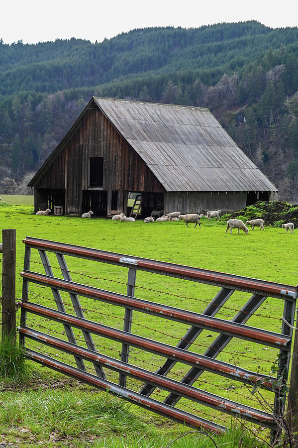 Sheep and the Old Barn Photograph by Brian Orion