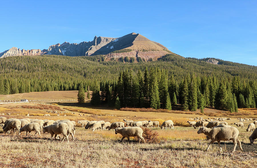Sheep arriving at Sheep Mountain Photograph by Dawn Richards
