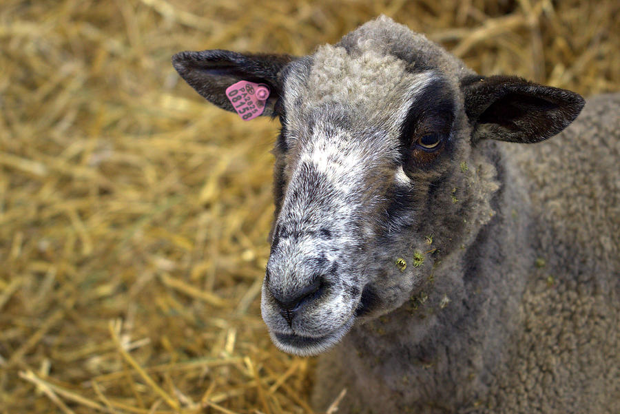 Sheep at Farmshow Photograph by Joseph Skompski